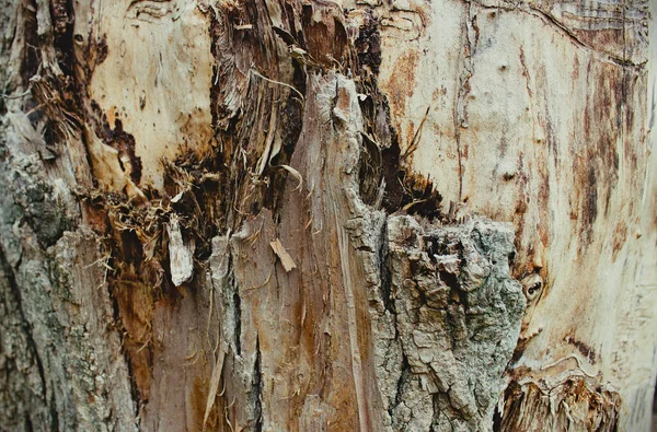 Tekstura Tree Trunk Kory Wieku Lekkie Drewno Pod Nim Zdjęcie — Zdjęcie stockowe