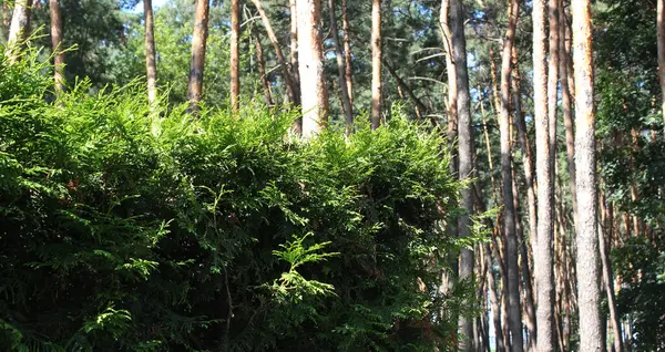 Evergreen Tanaman Dan Pohon Semak Thuja Pagar Hijau Depan Pohon — Stok Foto