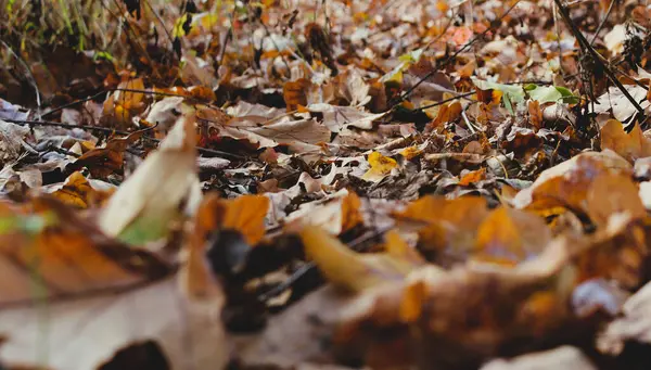 Güzellikle kaplanmış bir ormanın panoramik taban manzarası Yumuşak odaklı yapraklarla kaplı 