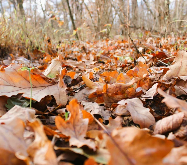 Parlak Sarı, Kahverengi ve Altın Yapraklar Ormanın aşağısında Manzara Meydanı Fotoğrafı 
