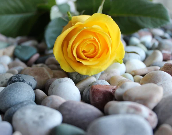 Flowers And Stones Background. Beauty Bud Of One Yellow Rose On A Colored Rocks
