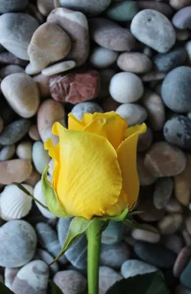 Single Blooming Yellow Rose On A Stem On Smooth Rock Stock Photo For Vertical Backgrounds