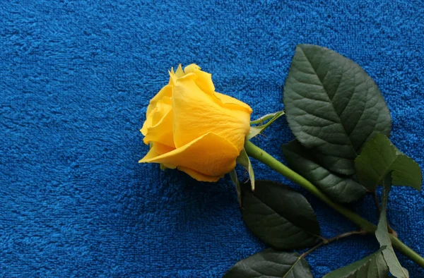 Květiny Fabric Pozadí Krása Bud Jedné Žluté Růže Modrém Textilním Stock Obrázky
