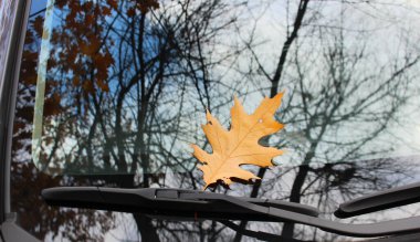  Arabanın altına düşmüş kahverengi yaprak ön camda silecek ve çıplak ağaçların yansıması. 