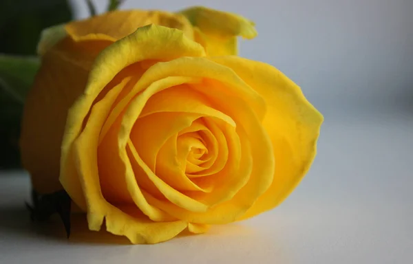 Makro Záběr Kvetoucí Žluté Růže Studio Izolované Stock Fotografie