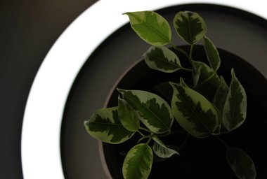 Ficus Elastica 'nın Şeffaf Yaprakları Yüzük Lambasından Işıkta