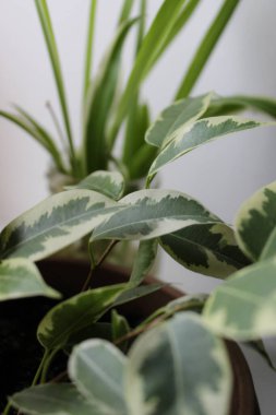 Ev Bitkileri Tohumları. Genç Ficus yere dikildi ve filizlendi. Arka planda cam kök saldı. 