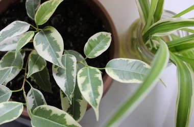 Kavanozda klorofilyum filizlenir ve cam bir kapta kök salar.