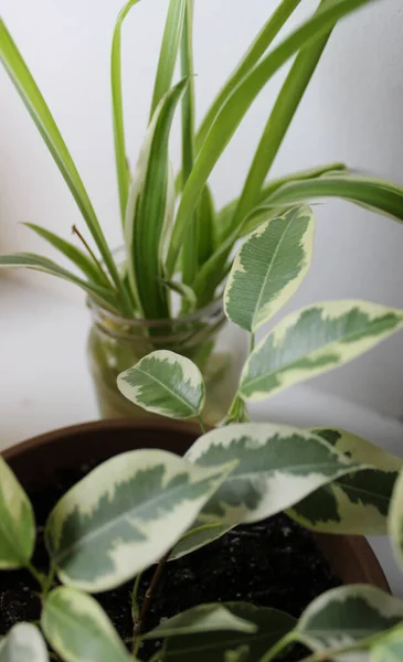 Leaves Of Spider Plant And Ficus Plant In A Pot On Home Windowsill