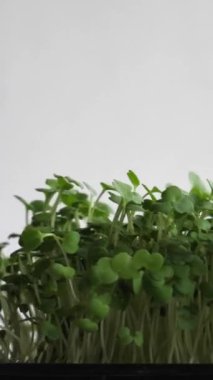 Arugula Mikro Yeşilliklerinin Dönüşümlü Beyaz Kökleri Kapalı Görüntüsü