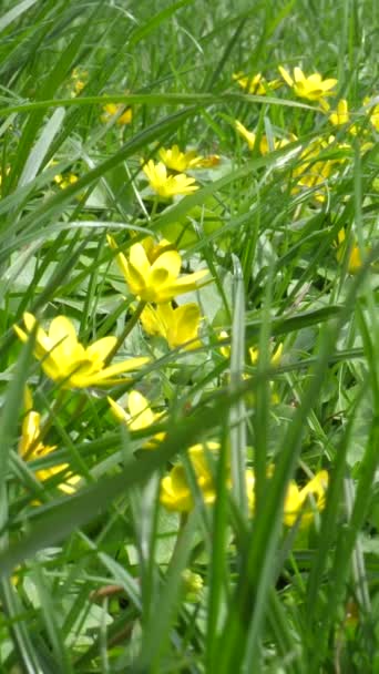 Желтые Цветы Сочной Траве Газона Панорамное Вертикальное Видео — стоковое видео