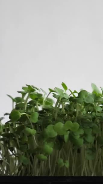 Arugula Mikro Yeşilliklerinin Dönüşümlü Beyaz Kökleri Kapalı Görüntüsü — Stok video