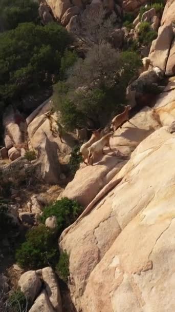 Aerial Vertical Video Wild Alpine Goats Climbing Rocky Hill — Stok Video