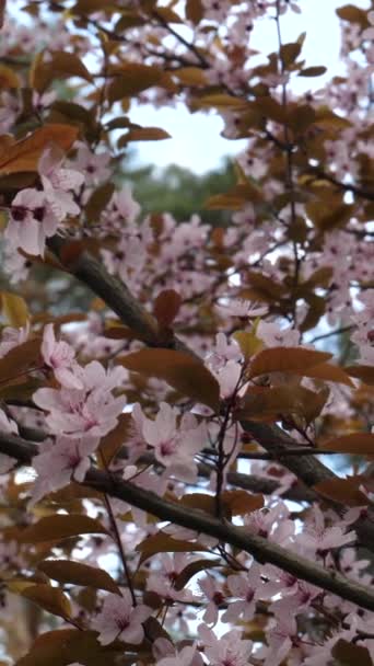 百花盛开的全景垂直视频中的天堂苹果树枝条上的淡淡的粉红花朵 — 图库视频影像
