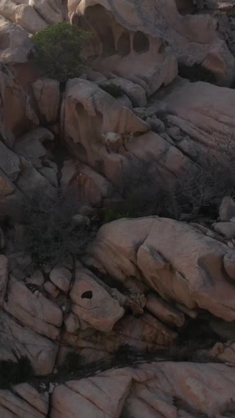 Família Cabras Selvagens Capra Que Movem Sobre Rochas Natureza Condições — Vídeo de Stock
