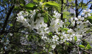 Geçmişinde bulanık bir apartman dairesi olan kiraz ağacının dalındaki çiçekler.