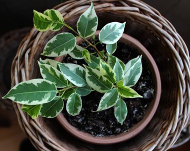 Gencecik penisi olan ev yapımı hasır bir tencere.  