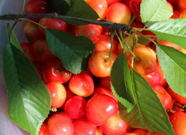 Meyveli meyve suyunda yaprakları olan Royal Ann Kiraz Ağacı Şubesi