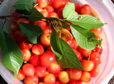 Naylon kovada taze toplanmış kirazlı böğürtlenli dal. 