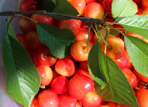 Meyveli meyve suyunda yaprakları olan Royal Ann Kiraz Ağacı Şubesi