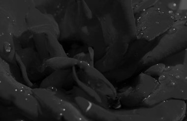 Çiçek Tek Renkli Stok Fotoğrafında Siyah Çiçeğe Damla Damlalarının Mecazi Görüntüsü
