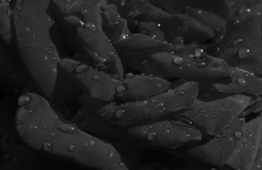 Kara Gül Çiçeğinin Yumuşak Yaprakları Aşırı Kapalı Stok Resimlerinin Su Damlaları  