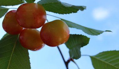 Bir şube fotoğrafında tatlı sarı kirazların olgunlaşması.