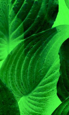 Dikey İllüzyon İçin Bitki Üzerindeki Damlaların Dokuları Yeşil Ekran Resmi Yaprakları