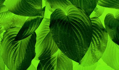 Yoğun Yeşil Işıklı Egzotik Bitkinin Islak Yapraklarının Tanımlayıcı Görüntüsü