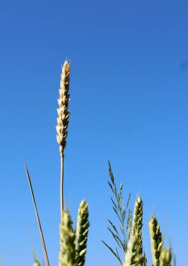Olgunlaşma sürecindeki olgunlaşmış buğday artışı ayrıntılı dikey stok fotoğrafı 