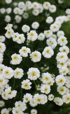 Papatya arkaplanı için Yeşil Kökler Üzerinde Çiçek Açan Güzel Beyaz Çiçekler