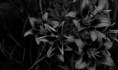 Koyu Gri tonda Çiçekli Zambakların Çiçek Deseni