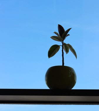 Temiz Mavi Gökyüzü Arkaplanı Üzerine Bitki Saksının Silüeti