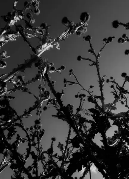 stock image Silhouette Of Withered Thistle Heads Monochrome Image  