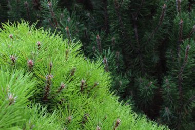 Koyu ve Açık Şırıngalar Bir Çam Ağaçlarının Dallarında