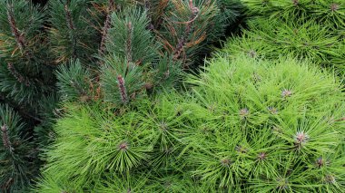 Açık Yeşil Doğu Beyaz Çam İğneleri ve Koyu Yeşil Avusturya Çam İğneleri 