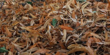 Kalın bir katman kuru ıhlamur yaprakları toprak açı görünümlü arka planı kaplar