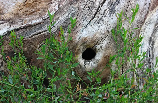 stock image Bird Knotweed Sprouts Begin To Weave Around The Tree Trunk With A Hollow On It 