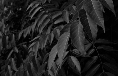 Orman Bitkileri Güzel bir Siyah-Beyaz Arkaplan Oluyorlar 