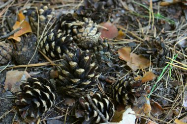 Düşen koni, kurumuş çam iğneleri ve yerdeki dal parçalarının yakın plan fotoğrafı.