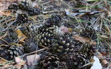 Kozalaklı Çam Ormanı, Kuru İğneler ve Uzuvlar Detaylı Bakış Açısı