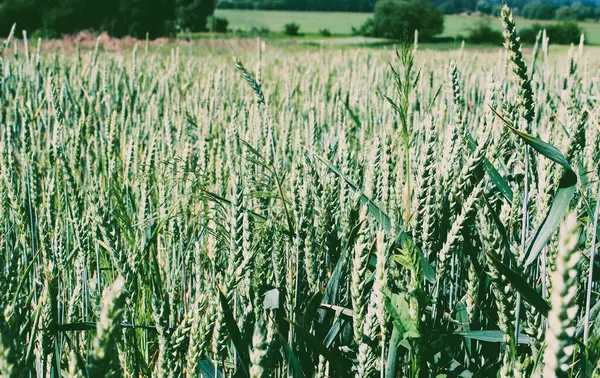 stock image Beautiful View Of Cultivated Agricultural Field With Wheat Ears At Countryside. Traditional Growing Wheat Vintage Style Stock Image   