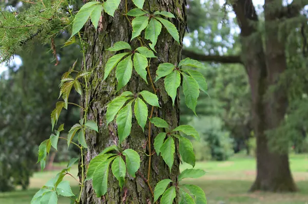 stock image Wild grapes have entwined the trunk of an old tree in the park. Landscaping plants and trees stock photo