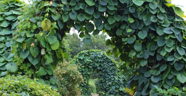 Egzotik bitkilerle kaplı yeşil labirentli dekoratif bitki bahçesine açılan kapılar.