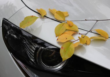 Kuru sarı yapraklı bir dal beyaz bir arabanın farını kapatır. Mevsimlik araba fırsatları için resimli fotoğraf 