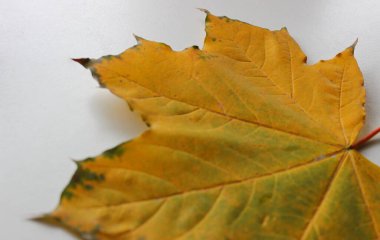 Beyaz Yüzeyde Yeşil Marjlar ve Düşen Yaprak 'ın Parlak Sarı Laminası izole edildi. Yaprak Yapısı Kapanışı Stok Fotoğrafı