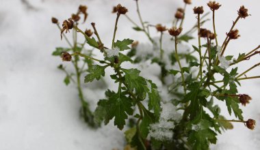Beklenmedik kar yağışı küçük yaprakları ve tomurcukları olan yeşil bir bitkiyi kaplıyor.