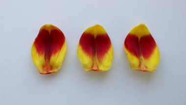 Beyaz bir yüzeyde kırmızı ve sarı lale yaprakları. Çiçek açan arka planlar için renkli taç yaprakları düz görünüm sergiler 