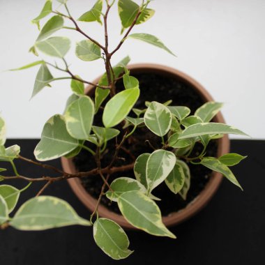 Bitkili Ot Siyah ve Beyaz Arkaplan Arasında Bir Sınır Üzerinde Kalın 