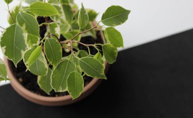 Saksı bitkisinin altındaki siyah ve beyaz döşeme arasında açık bir çizgi